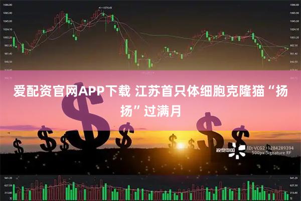 爱配资官网APP下载 江苏首只体细胞克隆猫“扬扬”过满月