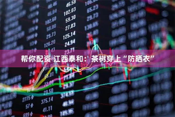 帮你配资 江西泰和：茶树穿上“防晒衣”